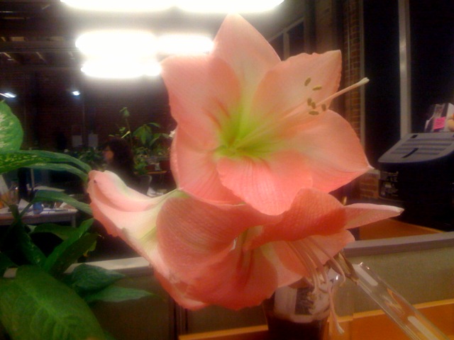 Amaryllis