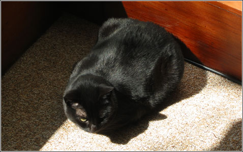 The rotisserie chicken cat.