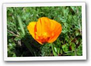 First poppy of the year.