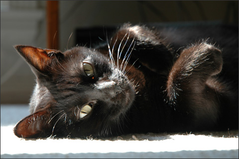 The cat, relaxing in the sun.