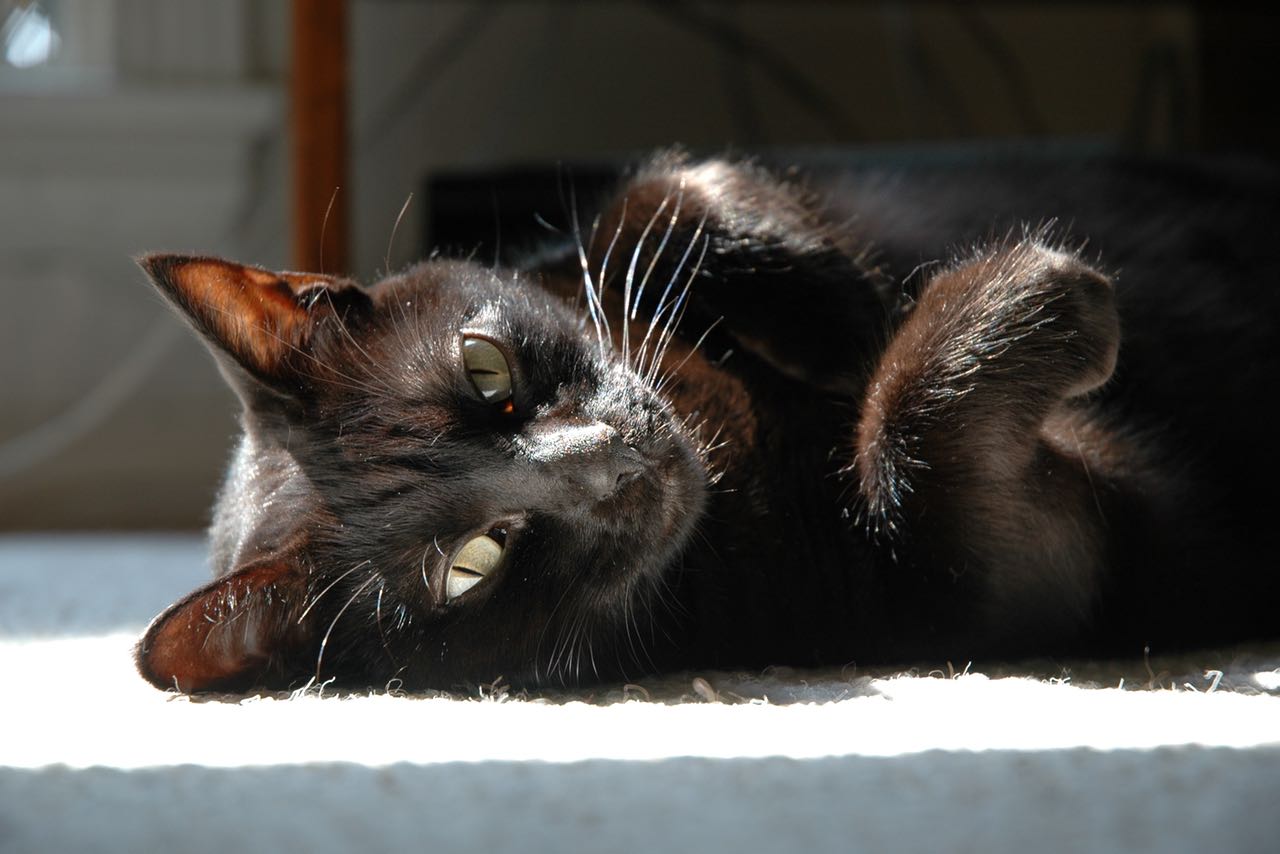 The cat, relaxing in the sun.