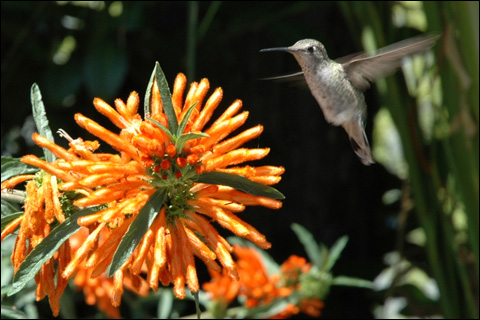 A hummingbird in midflight.