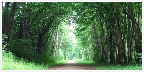The gardens of Vaux le Vicomte.