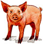 A pig.