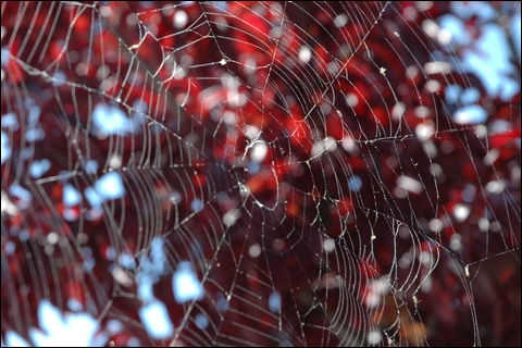 Spiderweb