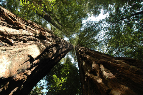 Looking up at the redwoods.